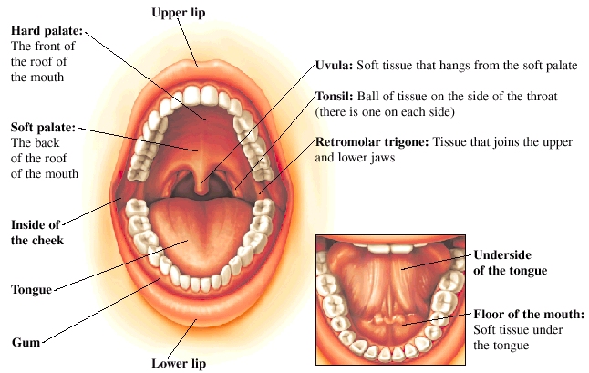 Parts Of Your Mouth 33