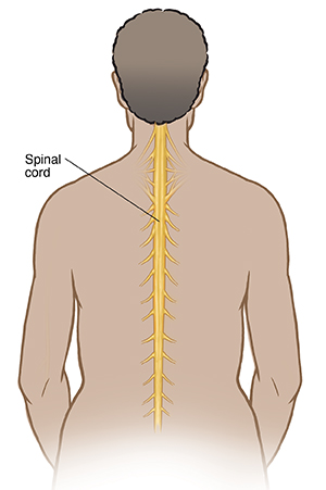 Back view of person showing spinal cord.