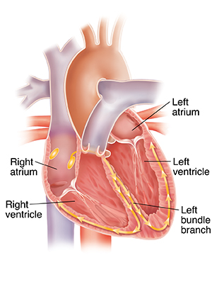 Corte transversal del corazón que muestra el sistema de conducción.