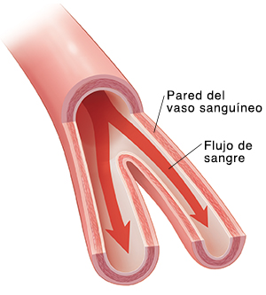 Corte transversal de una arteria mostrando el flujo sanguíneo.