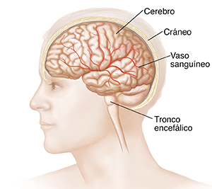 Vista lateral de una cabeza en cuyo interior puede verse el cerebro.