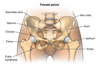 Anatomy of the female pelvis