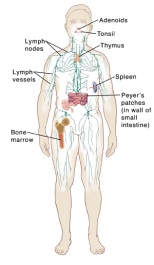 Locations of lymph system organs throughout the body.