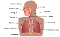 Dibujo de la anatomía del aparato respiratorio de un adulto