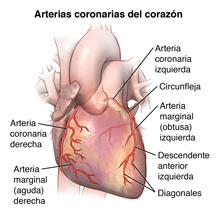 Vista frontal del corazón donde se observan las arterias coronarias.