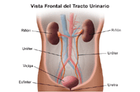 Ilustración de la anatomía del sistema urinario, vista frontal