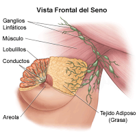Ilustración de la anatomía de las mamas femeninas, vista frontal