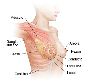 Vista de tres cuartos de la cabeza, el cuello y el pecho de una mujer con el brazo derecho levantado en la que se ve la anatomía de la mama derecha y los ganglios linfáticos.