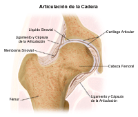 Anatomía de la articulación de la cadera