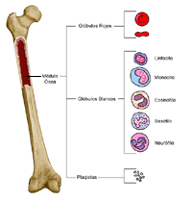 Anatomía de un hueso con células sanguíneas
