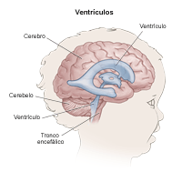 Anatomía del cerebro que muestra los ventrículos