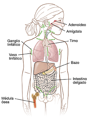 Vista frontal del contorno de un niño donde se observan los órganos del sistema inmunitario.