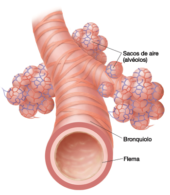 Anatomía del aparato respiratorio de su hijo