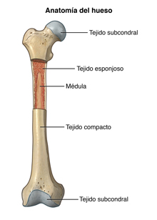 Anatomía de un hueso, que demuestra el tejido subcondral, médula, el tejido esponjoso y tejido compacto.