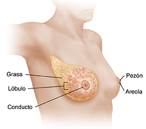 Vista de tres cuartos de la cabeza, el cuello y el pecho de una mujer con un brazo levantado donde se observa la anatomía de la mama.