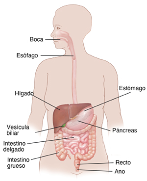 Vista frontal del cuerpo de una mujer en donde se observa la boca, el esófago, el estómago y los intestinos.