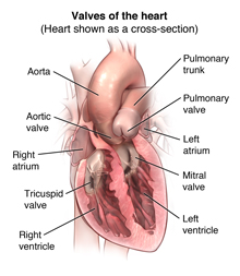 Front view of heart showing chambers and valves.